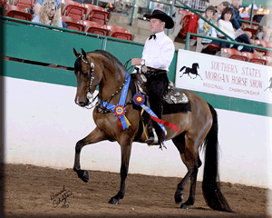 Kinzu Gracefilly Wild